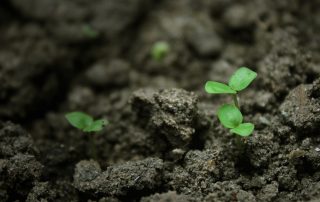 A young seedling sprouting through the ground.
